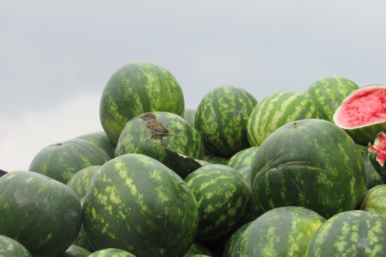 سهم هندوانه ی گنجشک کوچک 